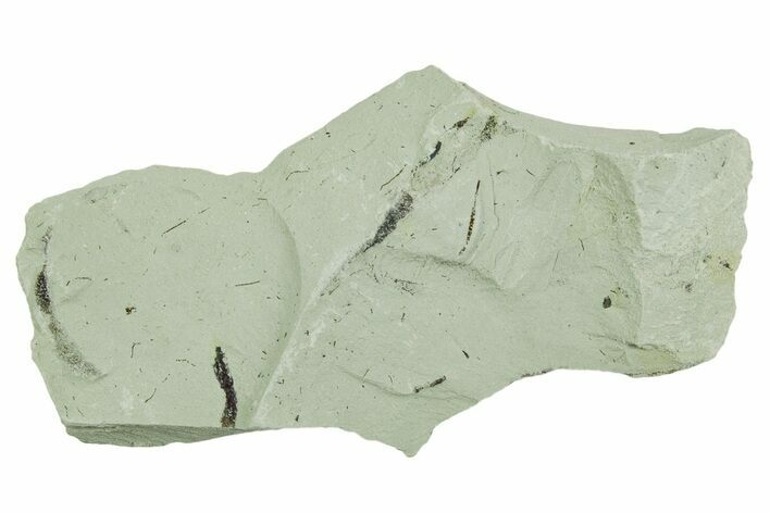 Plate of Silurian Fossil Algae (Kalania) Fossils - Estonia #369729